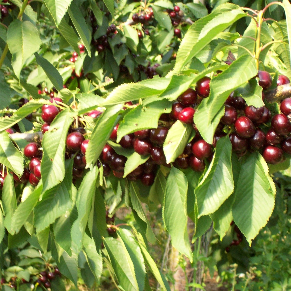 Rent A Cherry Tree